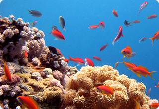 Риф-Аквариум - изготовление эксклюзивных аквариумов