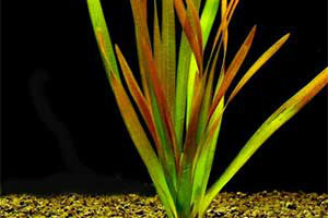 Аквариумные растения - Валиснерия гигантская