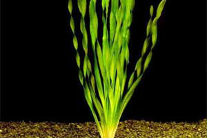 Аквариумные растения - Валиснерия спиральная