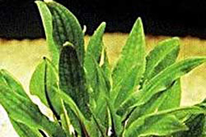 Аквариумные растения - Крептокорина желтая