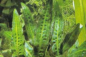 Аквариумные растения - Крептокорина родственная