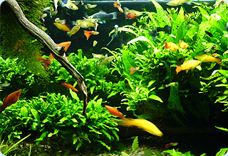Товары для аквариумов - Аквариумные растения