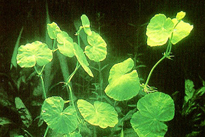 Аквариумные растения - Щитолистник белоголовый