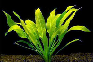 Аквариумные растения - Эхинодорус амазонский