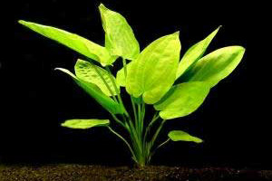 Аквариумные растения - Эхинодорус горизонтальный