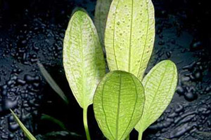 Аквариумные растения - Эхинодорус озирис
