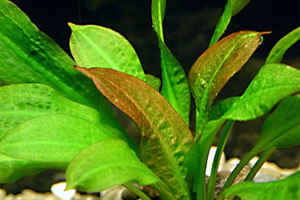 Аквариумные растения - Эхинодорус остроконечный