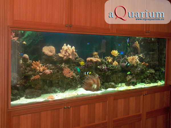 Наши работы - Морской аквариум в кабинете руководителя