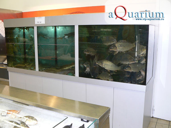 Наши работы - Аквариумный комплекс для продажи живой рыбы