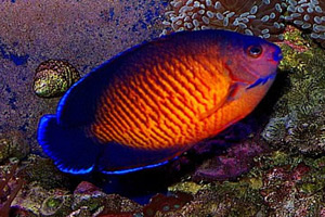 Морские рыбы для аквариума - Centropyge bispinosus