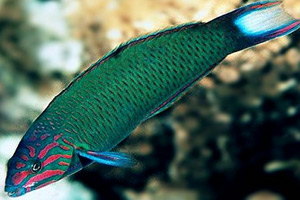 Thalassoma lunare