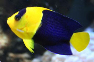Морские рыбы для аквариума - Centropyge bicolor