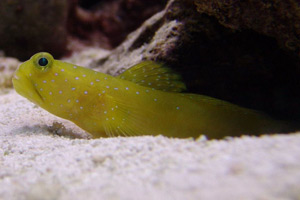Морские рыбы для аквариума - Cryptocentrus cinctus