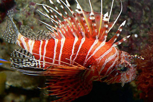     - Pterois antennata