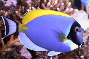     - Acanthurus leocosternon