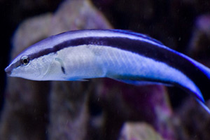 Морские рыбы для аквариума - Labroides dimidiatus