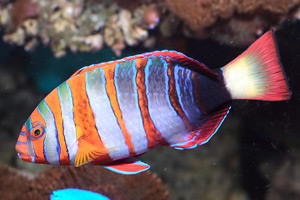 Морские рыбы для аквариума - Lienardella fasciatus