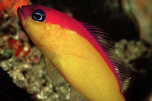 Морские рыбы для аквариума - Pseudochromis diadema