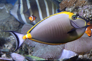 Морские рыбы для аквариума - Naso lituratus