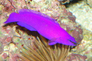     - Pseudochromis fridmani