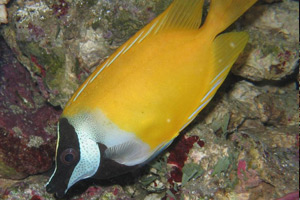 Морские рыбы для аквариума - Siganus (Lo) vulpinus