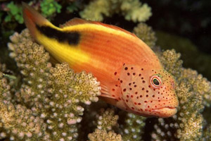 Морские рыбы для аквариума - Paracirrhites forsteri