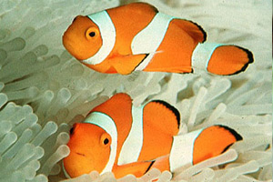     - Amphiprion ocellaris