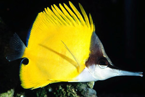 Морские рыбы для аквариума - Forcipiger longirostris