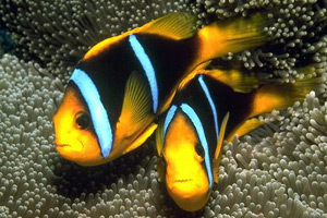 Морские рыбы для аквариума - Amphiprion clarkii