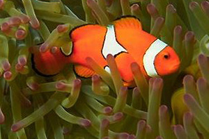     - Amphiprion ocellaris