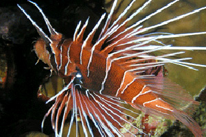 Морские рыбы для аквариума - Pterois radiata
