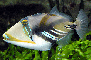 Морские рыбы для аквариума - Rhinecanthus aculeatus