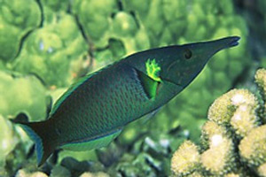 Морские рыбы для аквариума - Gomphosus caeruleus