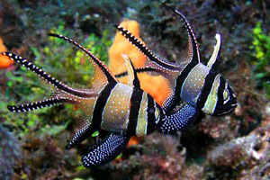 Морские рыбы для аквариума - Pteropagon