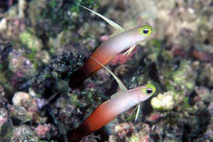 Морские рыбы для аквариума - Nemateleotris magnifica