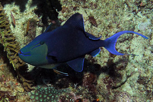 Морские рыбы для аквариума - Odonis niger