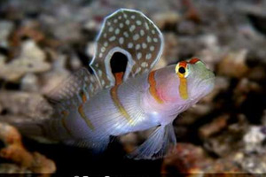 Морские рыбы для аквариума - Amblyeleotris Randalli