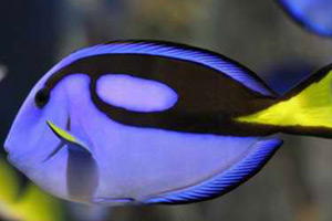 Морские рыбы для аквариума - Paracanthurus hepatus