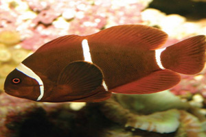 Морские рыбы для аквариума - Premnas biaculeatus