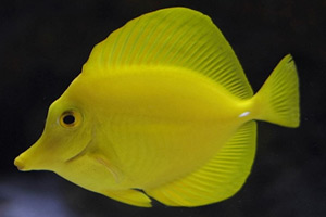 Морские рыбы для аквариума - Zebrasoma flavescence
