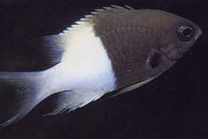 Морские рыбы для аквариума - Chromis dimidiata