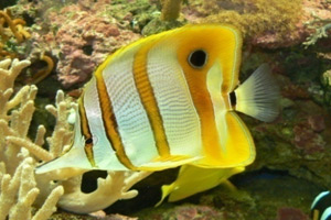 Морские рыбы для аквариума - Chelmon rostratus