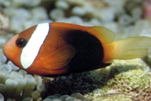 Морские рыбы для аквариума - Amphiprion frenatus