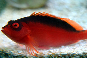 Морские рыбы для аквариума - Neocirrhites armatus