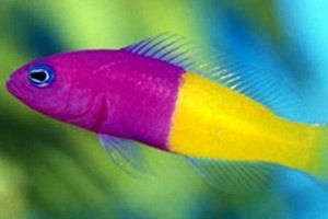 Морские рыбы для аквариума - Pseudochromis paccagnellae 