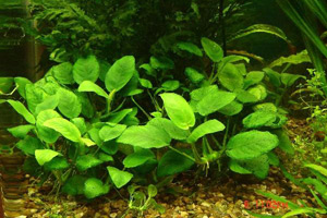 Аквариумные растения - Анубиас нана