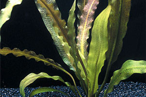 Аквариумные растения - Апоногетон жестколистный 