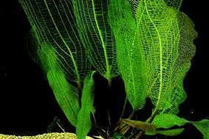 Аквариумные растения - Апоногетон мадагаскарский